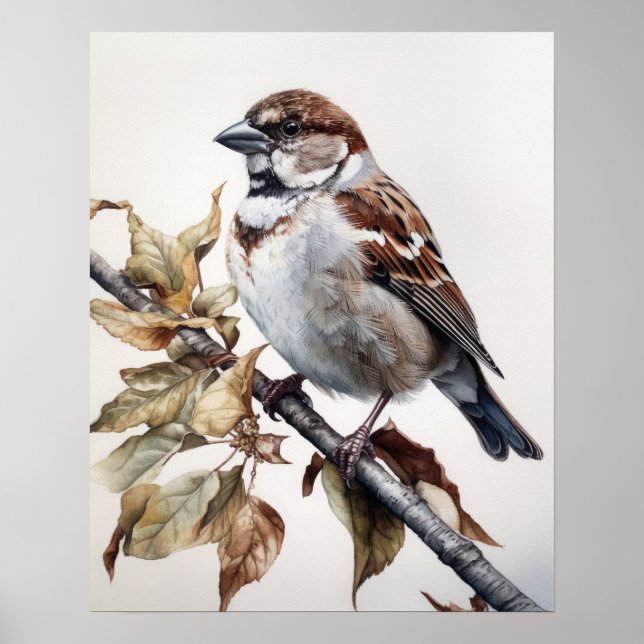 House Sparrow Bird Art Print Poster (Front)