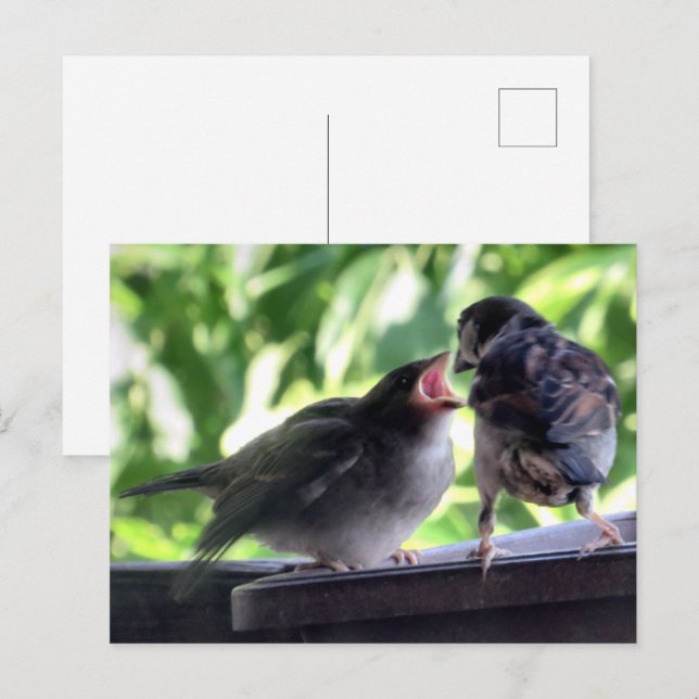 House Sparrow Father Feeding Teaching Baby Postcard (Front/Back)