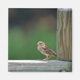 House sparrow magnet