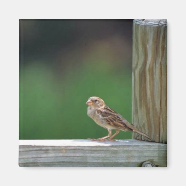 House sparrow magnet (Front)