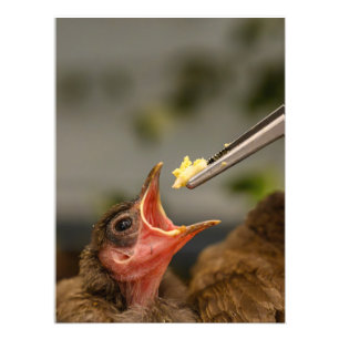 house sparrow nestling Photo Enlargement Print