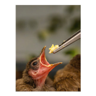 house sparrow nestling Photo Enlargement Print