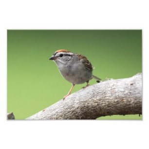 House Sparrow Photo Print