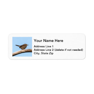 House Wren
