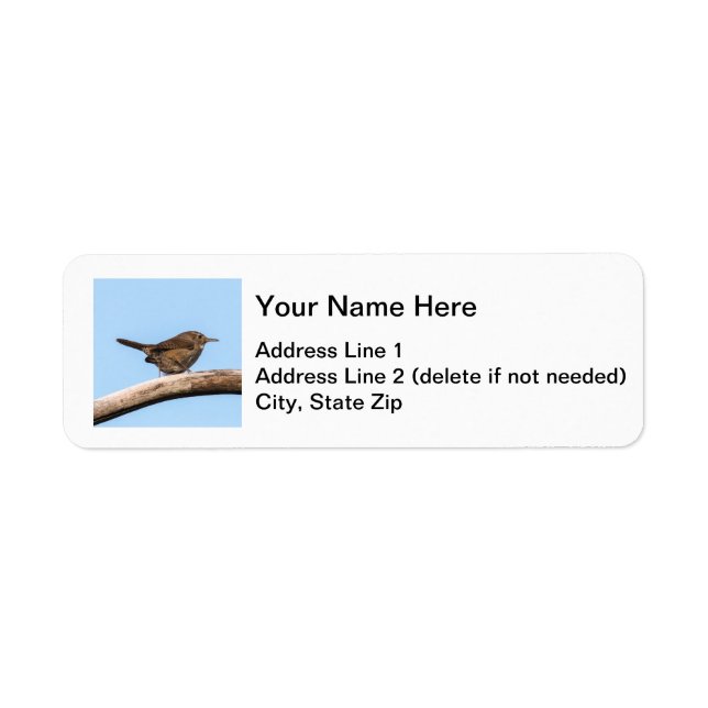 House Wren (Front)