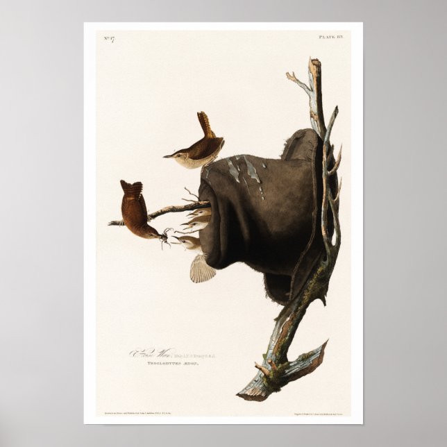 House Wren by Audubon Poster (Front)