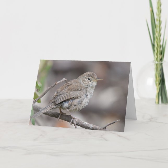 House Wren Card (Front)