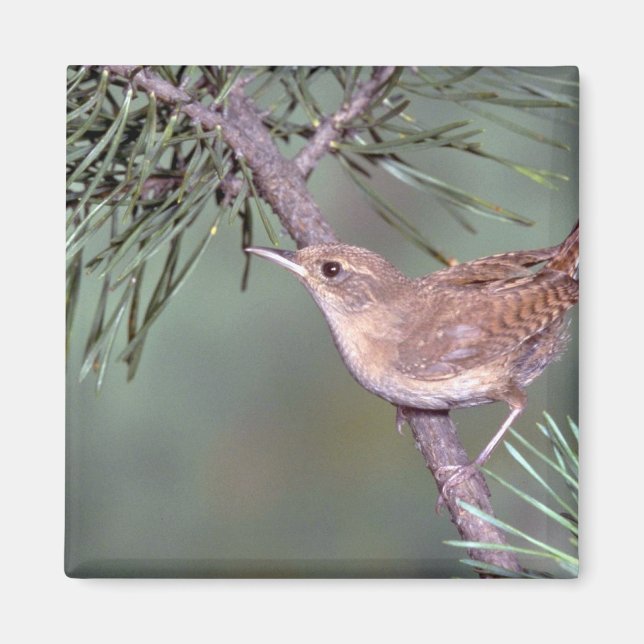 House Wren Magnet (Front)