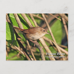 House Wren Postcard