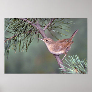 House Wren Poster