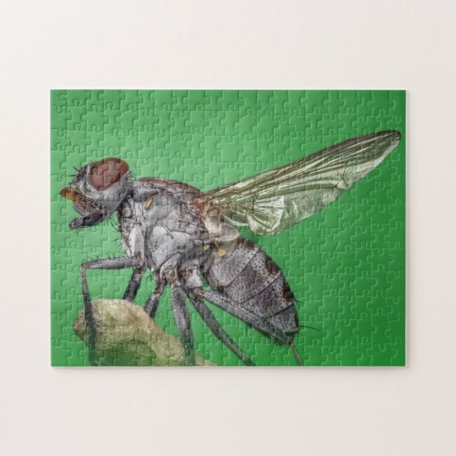 Housefly Close-up Insect Photo Puzzle (Horizontal)
