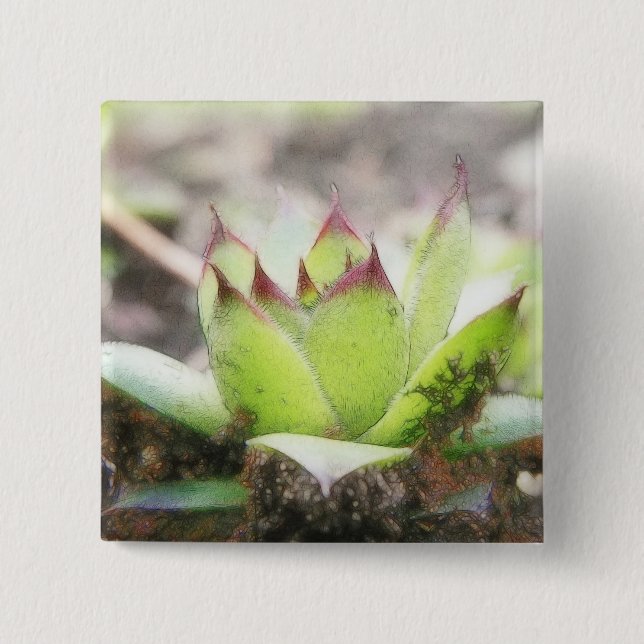Houseleek - Sempervivum 2 Inch Square Button (Front)