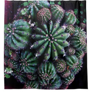 Houseplant Cactus: Nursery Beautiful Design