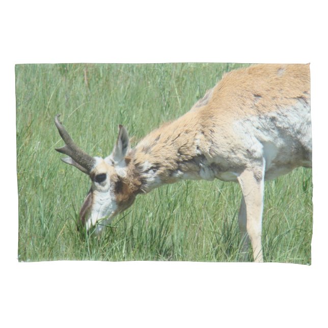 Housse D'oreillers A11 Pronghorn Antelope Buck Grazing (devant)