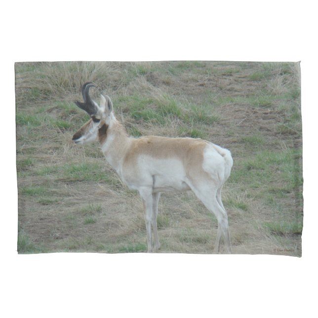 Housse D'oreillers A26 Pronghorn Antelope Buck (devant)