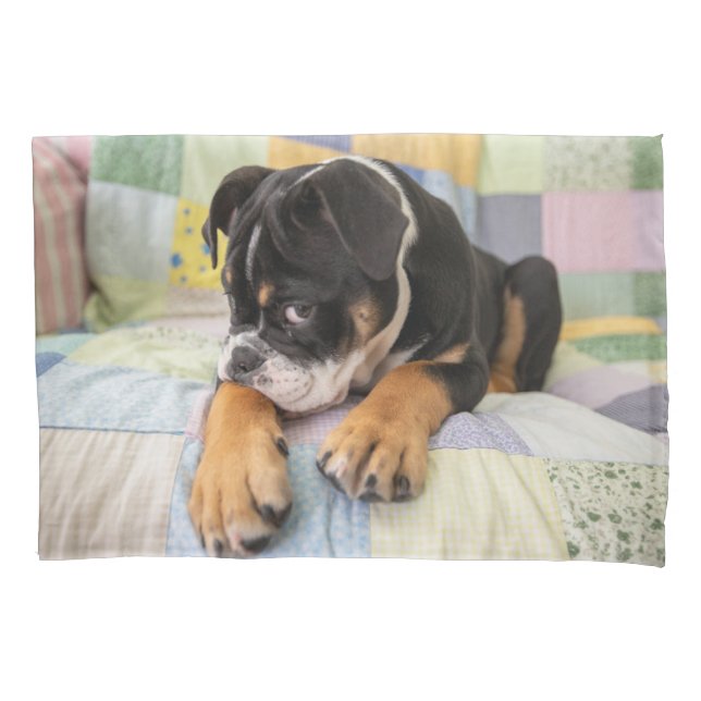 Housse D'oreillers Animaux de bébés cutest | Shy Old English Bulldog (devant)