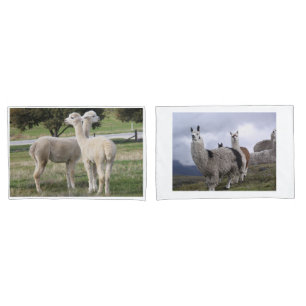 Housse D'oreillers La Destinée Personnalisée De L'Animal Llama