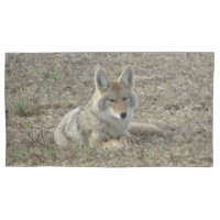 R22 Coyote Couché
