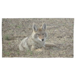 Housse D'oreillers R22 Coyote Couché