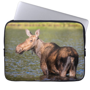 Housse Pour Ordinateur Portable Alimentation de l'orignal dans le parc national de