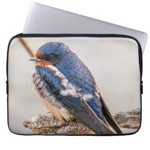 Housse Pour Ordinateur Portable Azur Avian : Hirondelle de grange Oiseau sauvage c