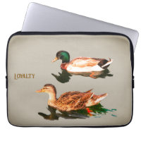 Canards colverts. Loyauté