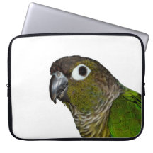 Cheeked vert Conure