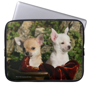Housse Pour Ordinateur Portable Chiots de chiwawa