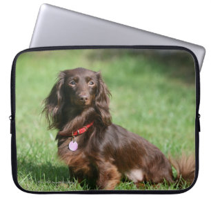 Housse Pour Ordinateur Portable Chocolat et teckel miniature aux cheveux longs