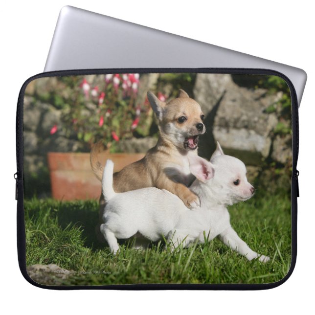 Housse Pour Ordinateur Portable Jeu de chiot de chiwawa (Devant)
