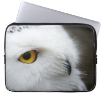 Oeil du hibou