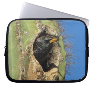 Housse Pour Ordinateur Portable Photo d'étourneau dans un cactus saguaro Oiseau du