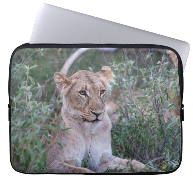 Housse Pour Ordinateur Portable Rester Lionne dans la faune africaine (Devant)