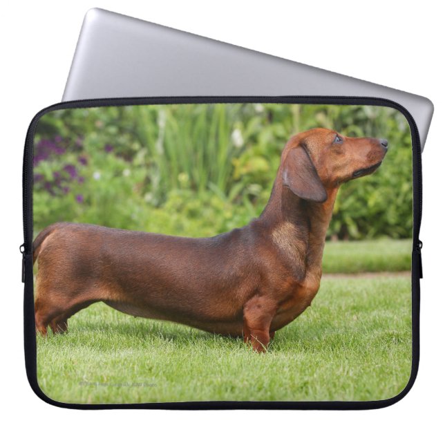 Housse Pour Ordinateur Portable teckel miniature Lisse-haired (Devant)
