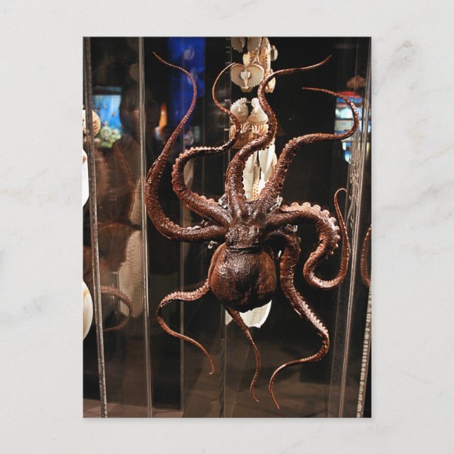 Houston Museum of Natural Science Postcard (Front)