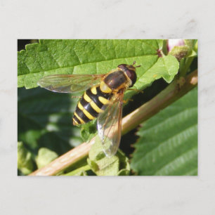 Hover fly ~ postcard