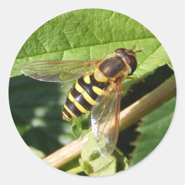 Hover fly ~ sticker (Front)