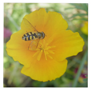 Hoverfly and Californian Poppy Tile