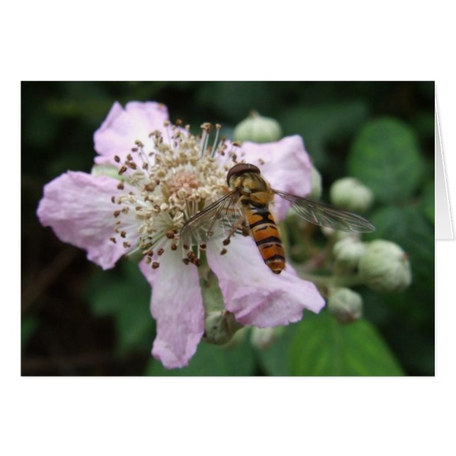 Hoverfly Card (Front Horizontal)