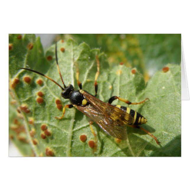 Hoverfly Greeting Card (Front Horizontal)