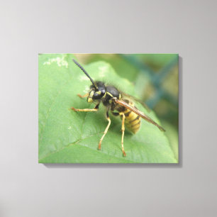 Hoverfly Macro Canvas Print