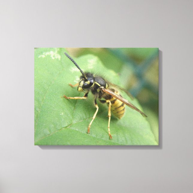 Hoverfly Macro Canvas Print (Front)