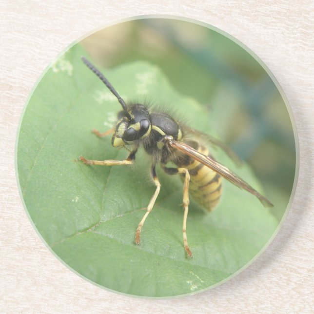 Hoverfly Macro Coasters (Front)