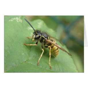 Hoverfly Macro Greeting Card