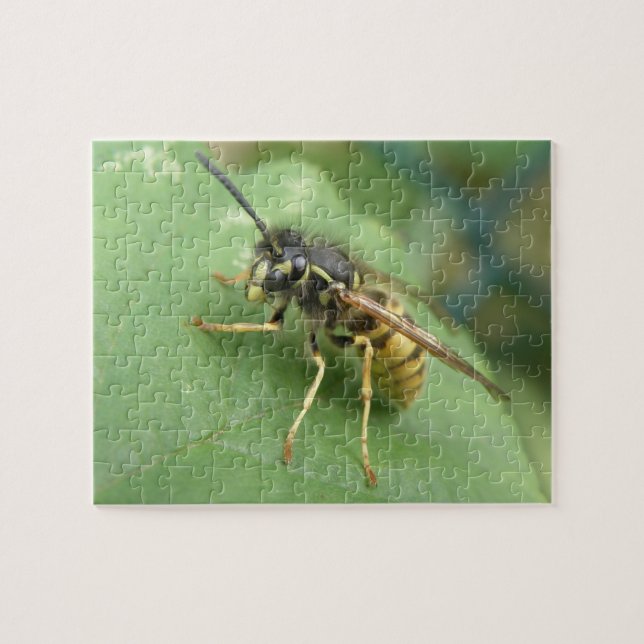 Hoverfly Macro Puzzle (Horizontal)