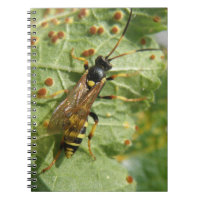 Hoverfly Notebook