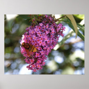 Hoverfly on a Buddleia Print