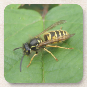 Hoverfly on a Leaf Cork Coaster