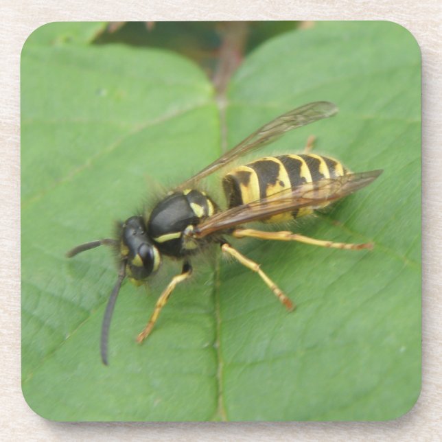Hoverfly on a Leaf Cork Coaster (Front)