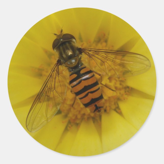 Hoverfly on a Marigold Sticker (Front)